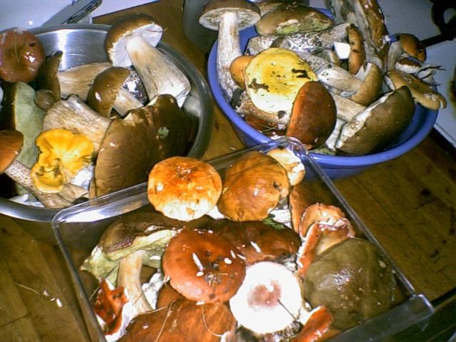 Mushrooms picked in the forests around Stockholm.