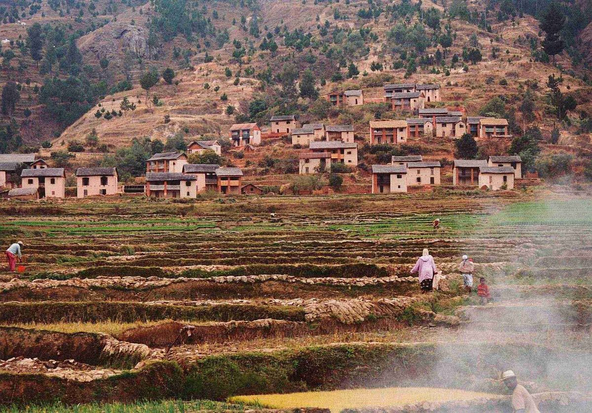 Rice fields on Madagascar